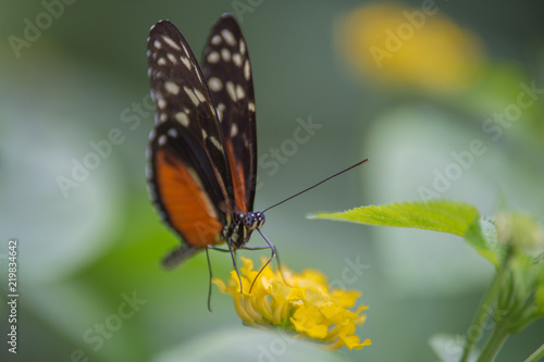 papillon blanc orange et noir butine une fleur jaune © david léotard