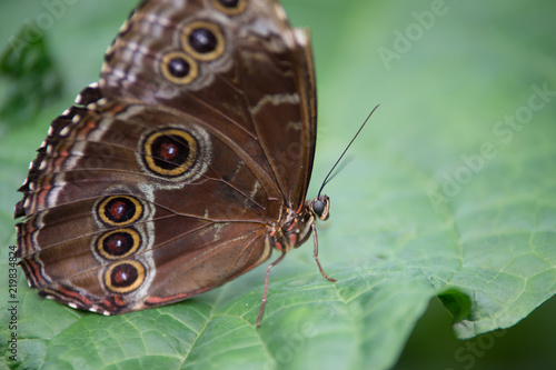 papillon seul marron avec des ronds sur une feuille en couleur © david léotard