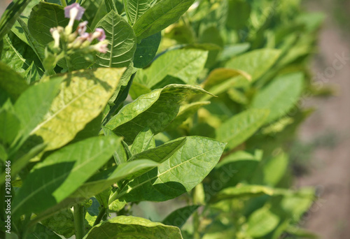 Wallpaper Mural Flowering of tobacco plants Torontodigital.ca