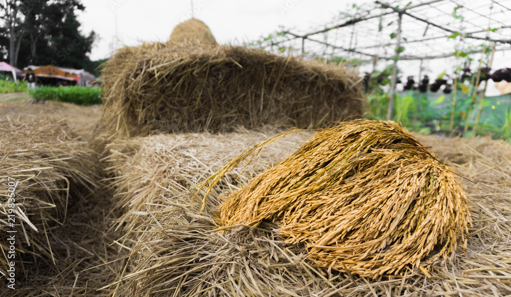 Gold paddy on rice straw after harvested Gold paddy on rice straw after harvested