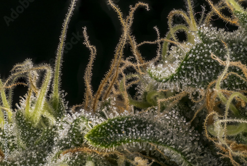 marihuana resin macro