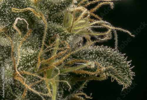 marihuana resin macro