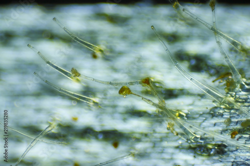 Foto Microscopic view of Garden geranium (Pelargonium x hortorum) trichomes (hairs)