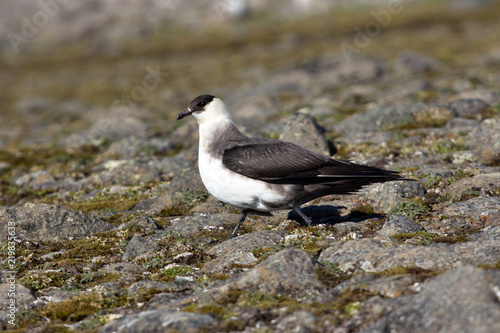 Arctic skua. Adult light morph. photo