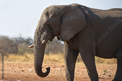 Afrikanischer Elefant  loxodonta africana  am Wasserloch im Etosha Nationalpark  Namibia 