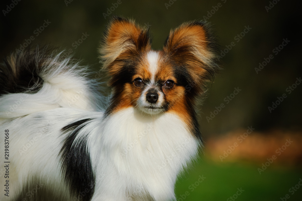 Papillon dog outdoor portrait in nature