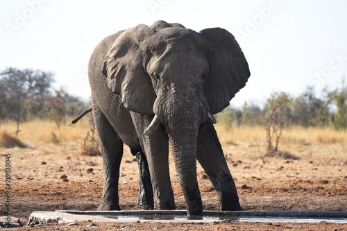 Afrikanischer Elefant  loxodonta africana  am Wasserloch im Etosha Nationalpark  Namibia 