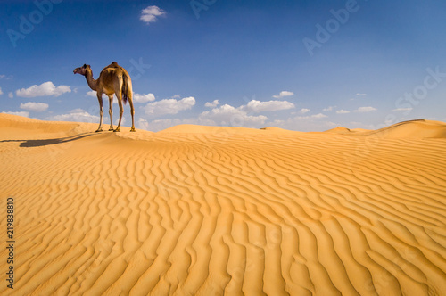 Photography Camel on sand dune outside Dubai, UAE