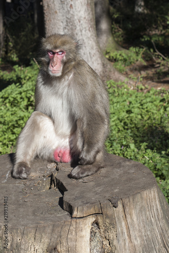 Makak monkey sunbathing photo