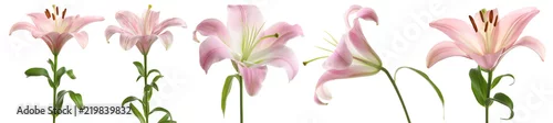 Panel kuchenny z motywem Set with beautiful lilies on white background