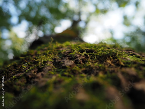 Soczysty zielony mech na brązowej korze drzewa