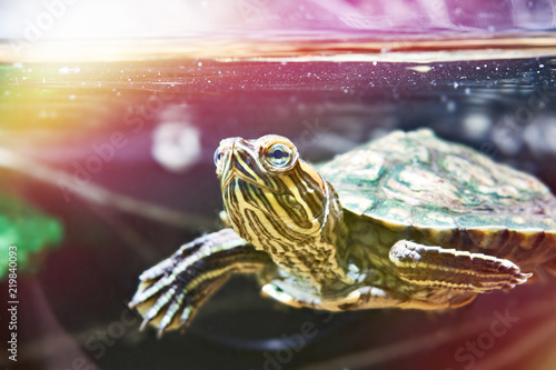 Small red-eared turtle in water