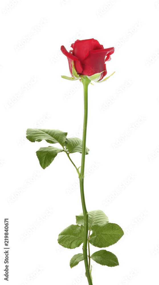 Beautiful red rose on white background. Funeral symbol Beautiful red rose on white background. Funeral symbol