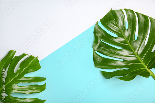 Fresh tropical monstera leaves on color background, top view