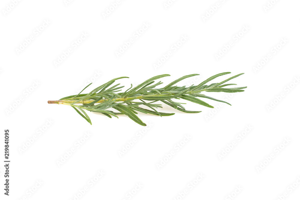 a branch of lavender on a white background