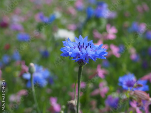 Niebieski kwiatek na sielskiej łące