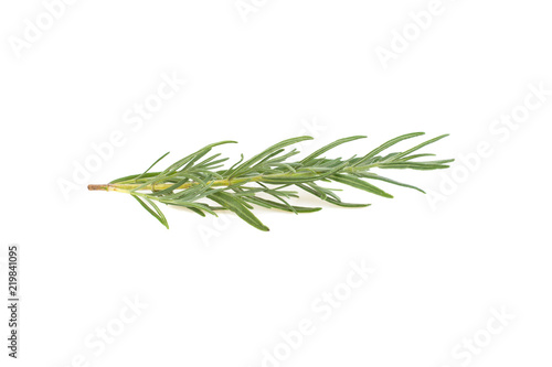 a branch of lavender on a white background