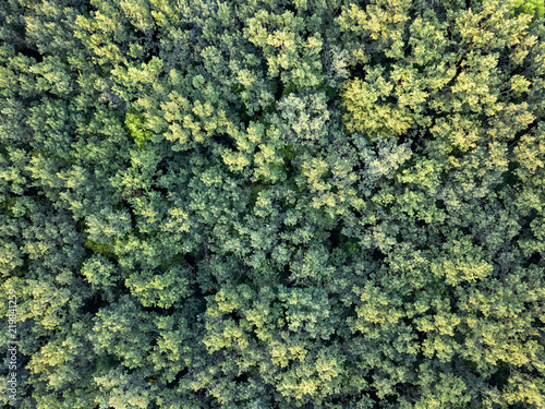 Aerial top view forest, Texture background of forest view from above. © artjazz