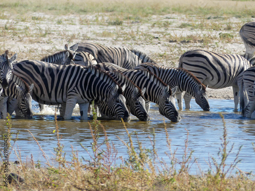 troupeau de z  bres - Namibie
