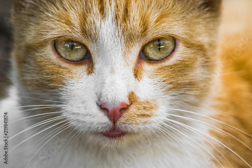 Portrait of a ginger cat looking straight
