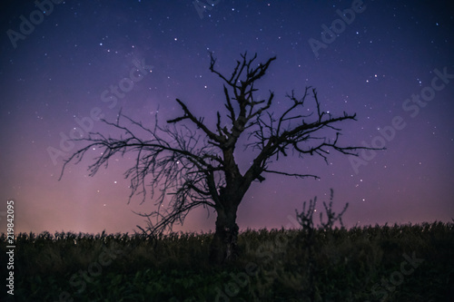 samotne drzewo nocą i niebo z gwiazdami