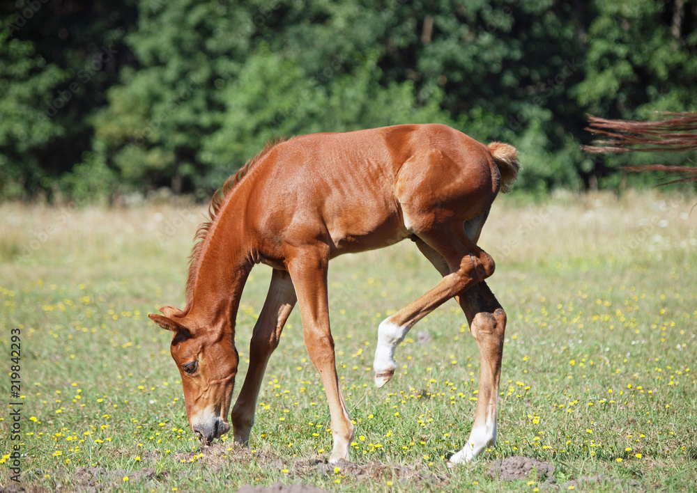 Fototapeta premium Chestnut foal grazing on a green lawn
