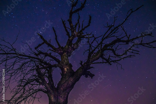 samotne drzewo nocą i niebo z gwiazdami © Henryk Niestrój