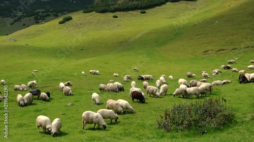 Sheep on the mountain - (4K)