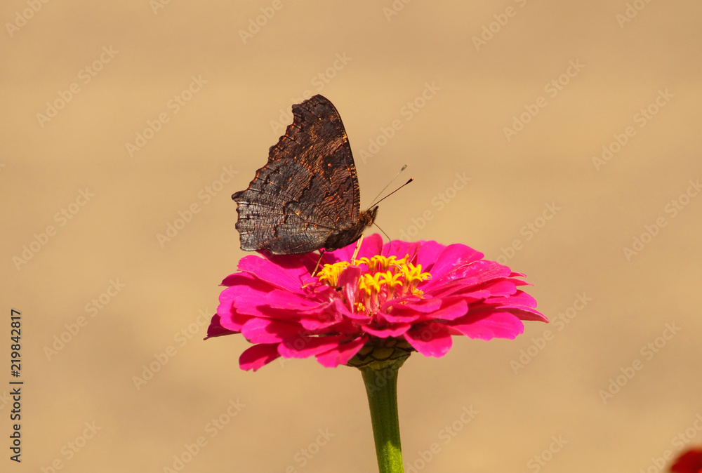 Butterfly eating nectar on purple flower