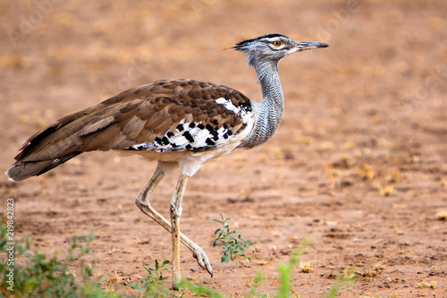 Kori Bustard