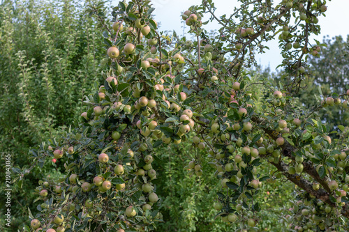 Several apples hanging on an apple tree