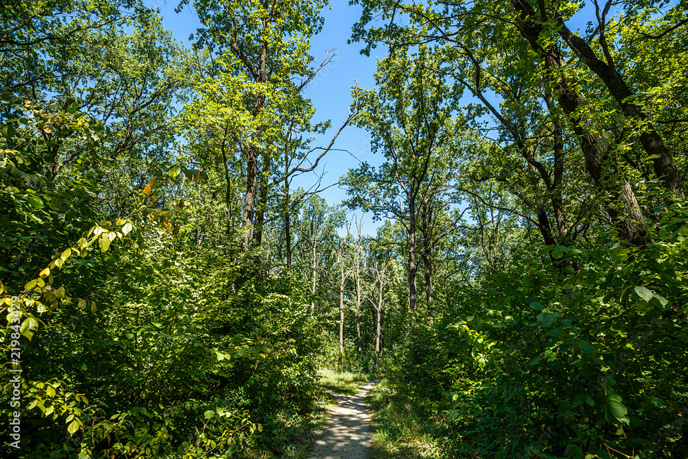 Obraz premium summer road through deciduous green forest 