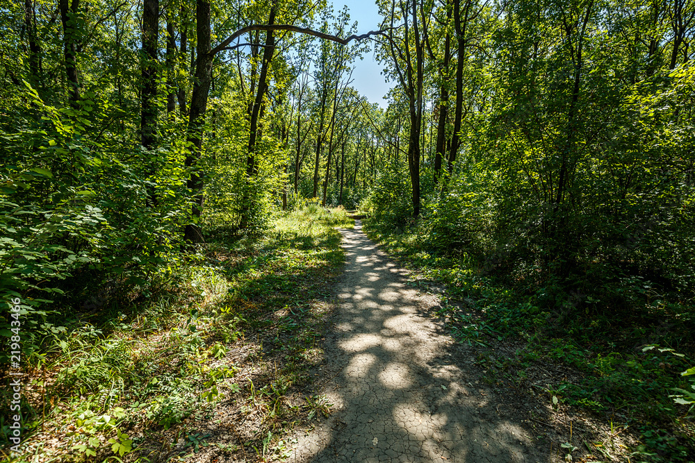 Obraz premium summer road through deciduous green forest 