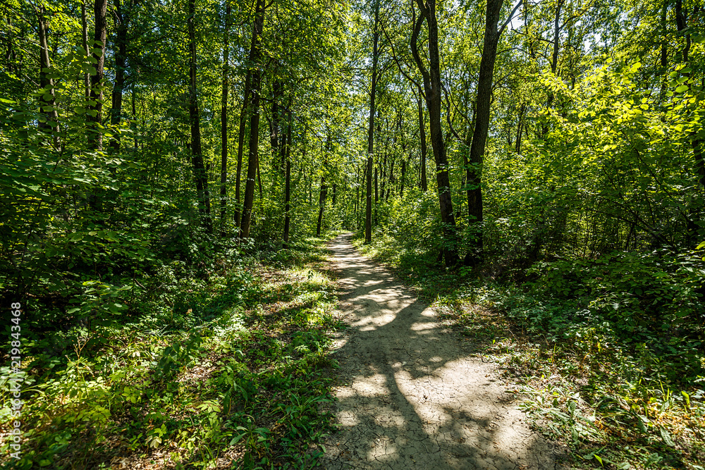 Fototapeta premium summer road through deciduous green forest 