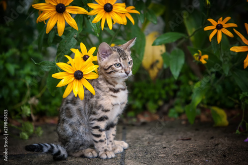 Bengal Kitten in yellow Flowers