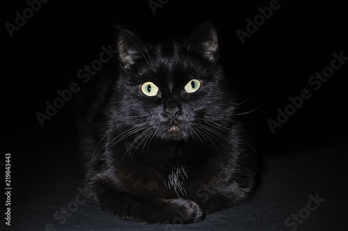 Postcard for Halloween: portrait of a black cat