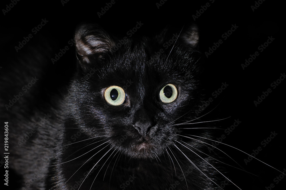 Beautiful young black cat on a black background