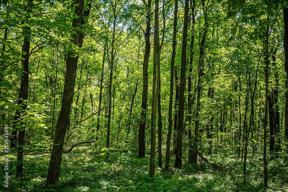 summer road through deciduous green forest summer road through deciduous green forest