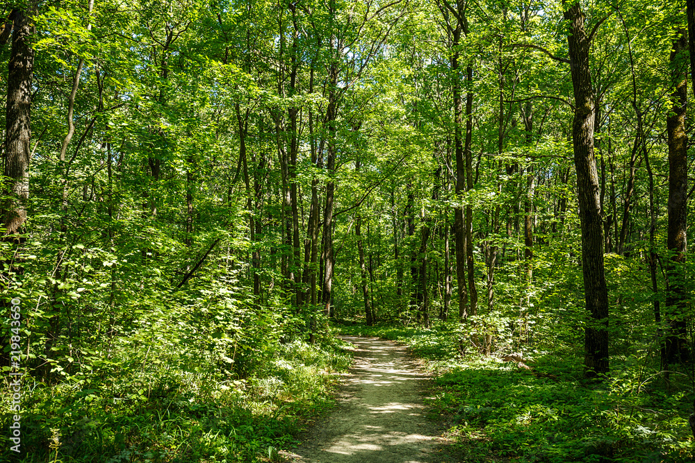 Obraz premium summer road through deciduous green forest 