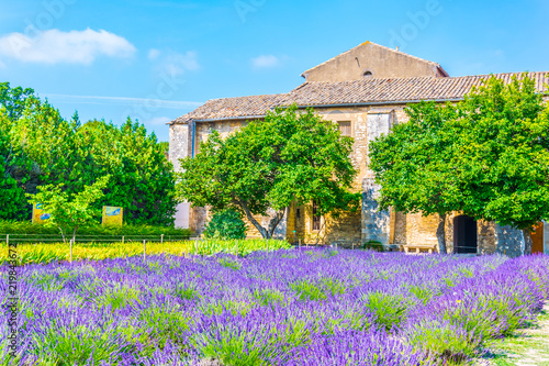 Lavender field in the monastery of Saint Paul de Mausole in France photo