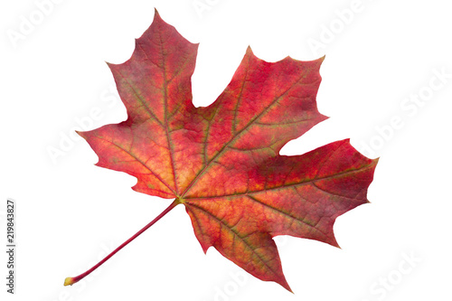 Colorful autumn maple leaf isolated on white background close up
