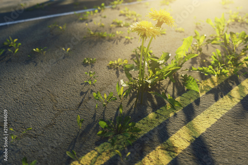 Fototapeta Naklejka Na Ścianę i Meble -  3d rendering of yellow dandelions growing up on damage highway