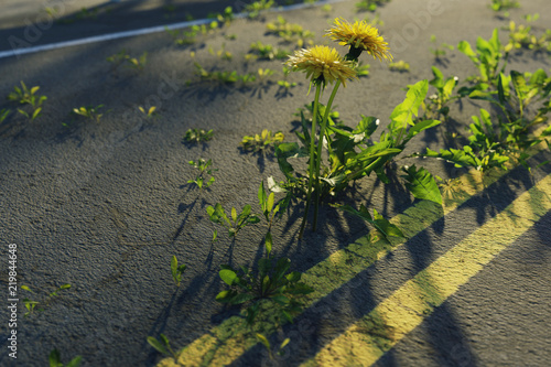 Fototapeta Naklejka Na Ścianę i Meble -  Löwenzahn Blumen wachsen aus dem beschädigten Asphalt heraus. 3D Rendering