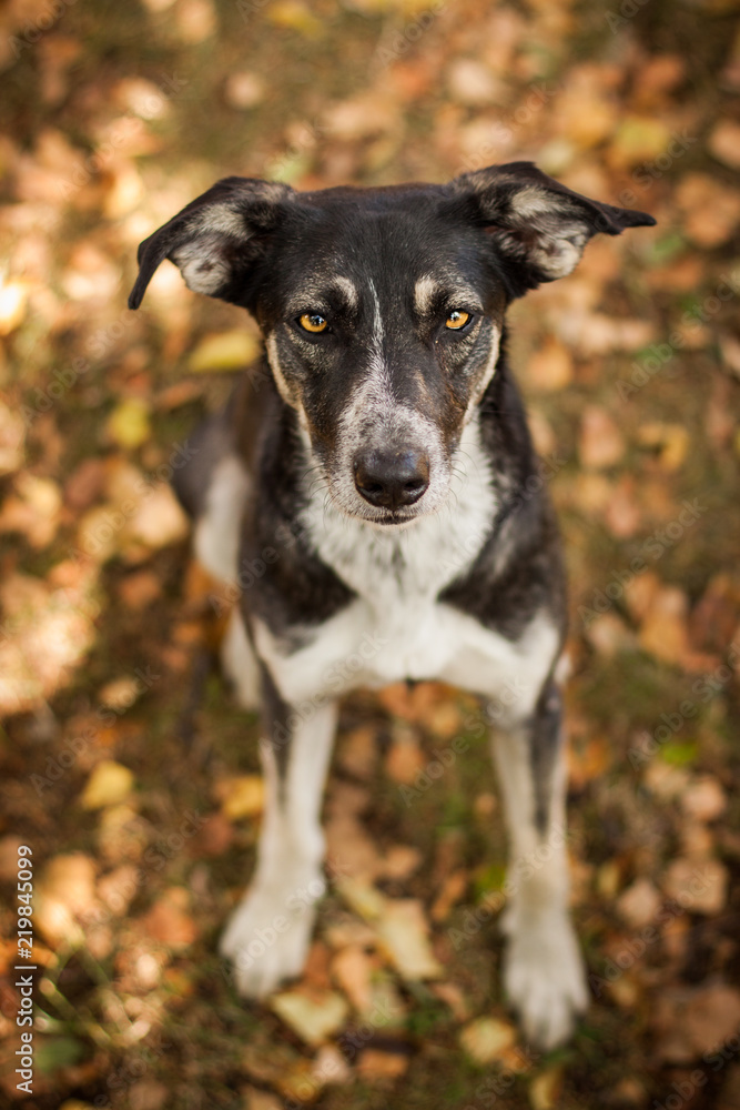 dog portrait dog portrait
