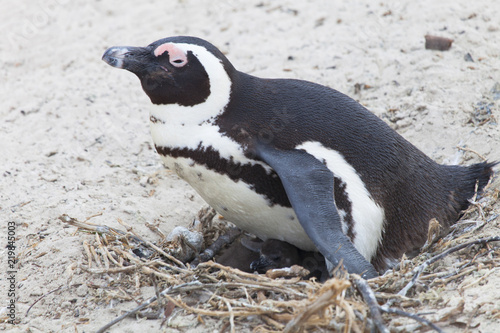 Fototapeta Naklejka Na Ścianę i Meble -  un pinguino e il suo piccolo