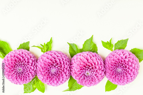 Fototapeta Naklejka Na Ścianę i Meble -  Dahlia ball-barbarry border frame - top view on violet fresh flowers with green leaves and buds.