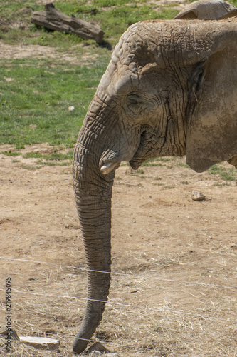 Sourire d'éléphant