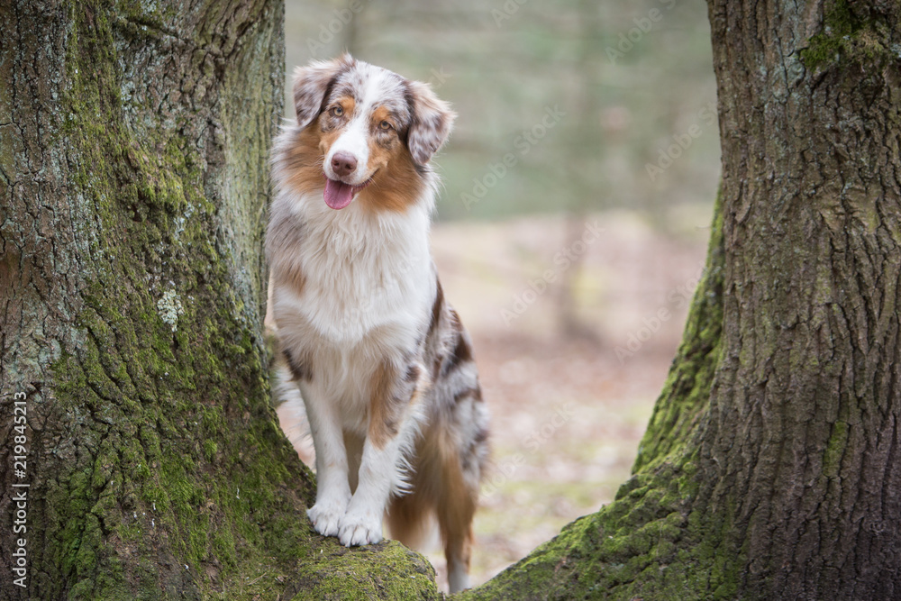 australian shepherd in the nature australian shepherd in the nature