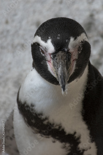 Mr. Pingouin