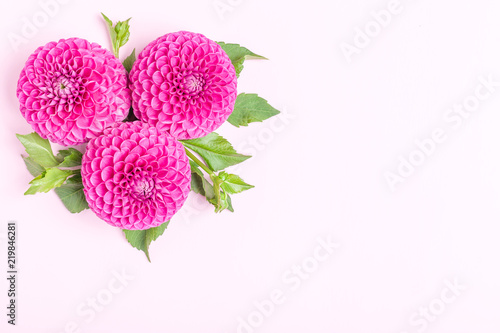 Fototapeta Naklejka Na Ścianę i Meble -  Dahlia ball-barbarry flowers with green leaves and buds - top view on pink bright summer blooms.